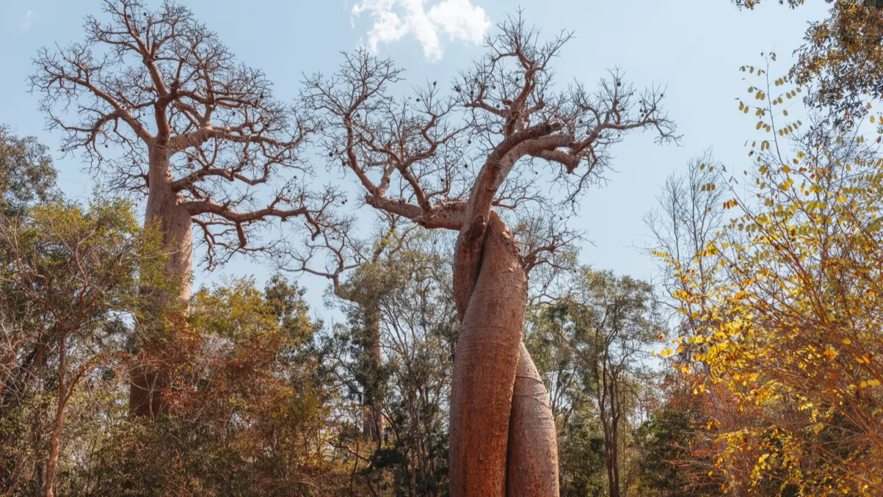 baobab amoureux two baobabs in love morondava madagascar