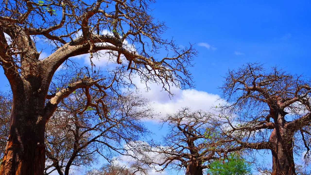 baobab or boab boaboa bottle tree upsidedown tree and monkey