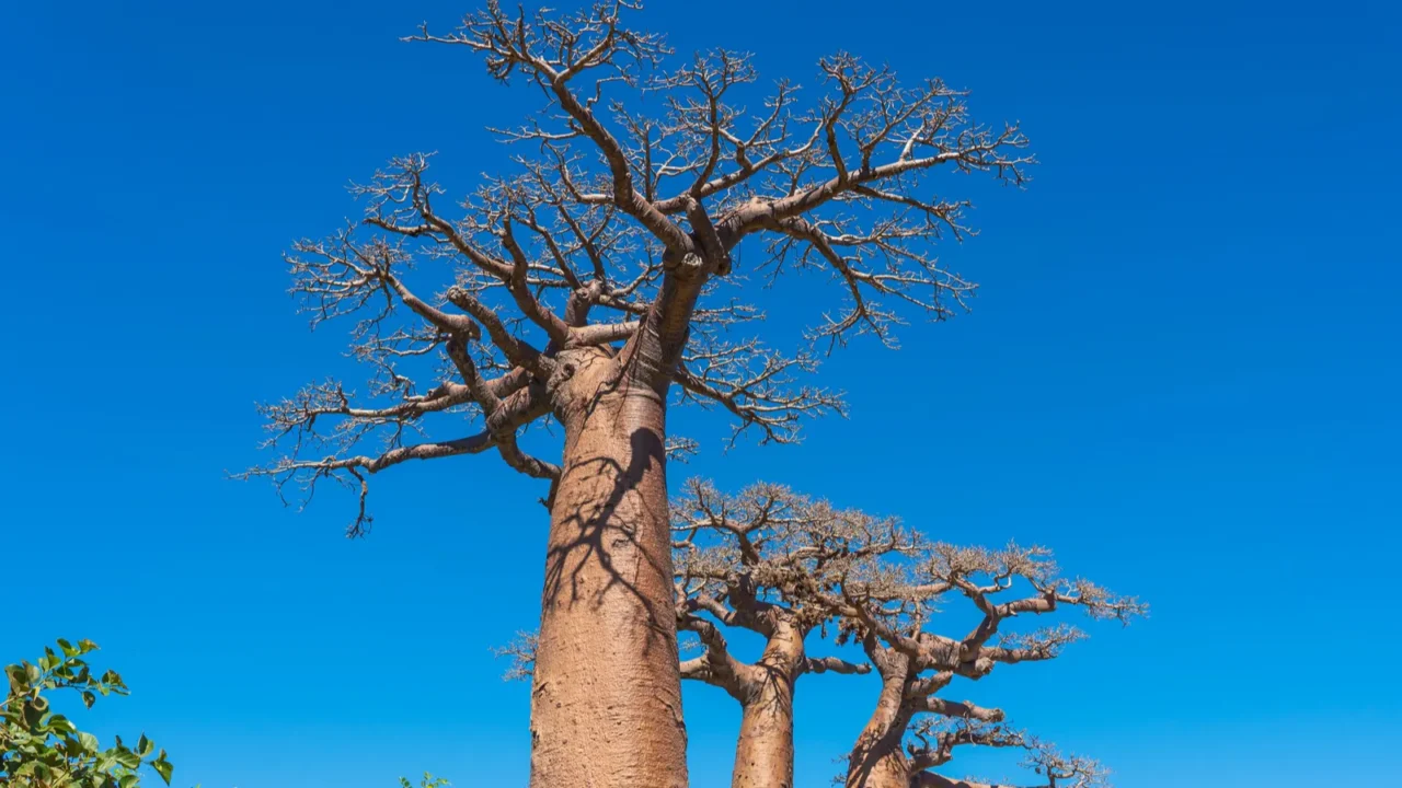 beautiful alley of baobabs legendary avenue of baobab trees in