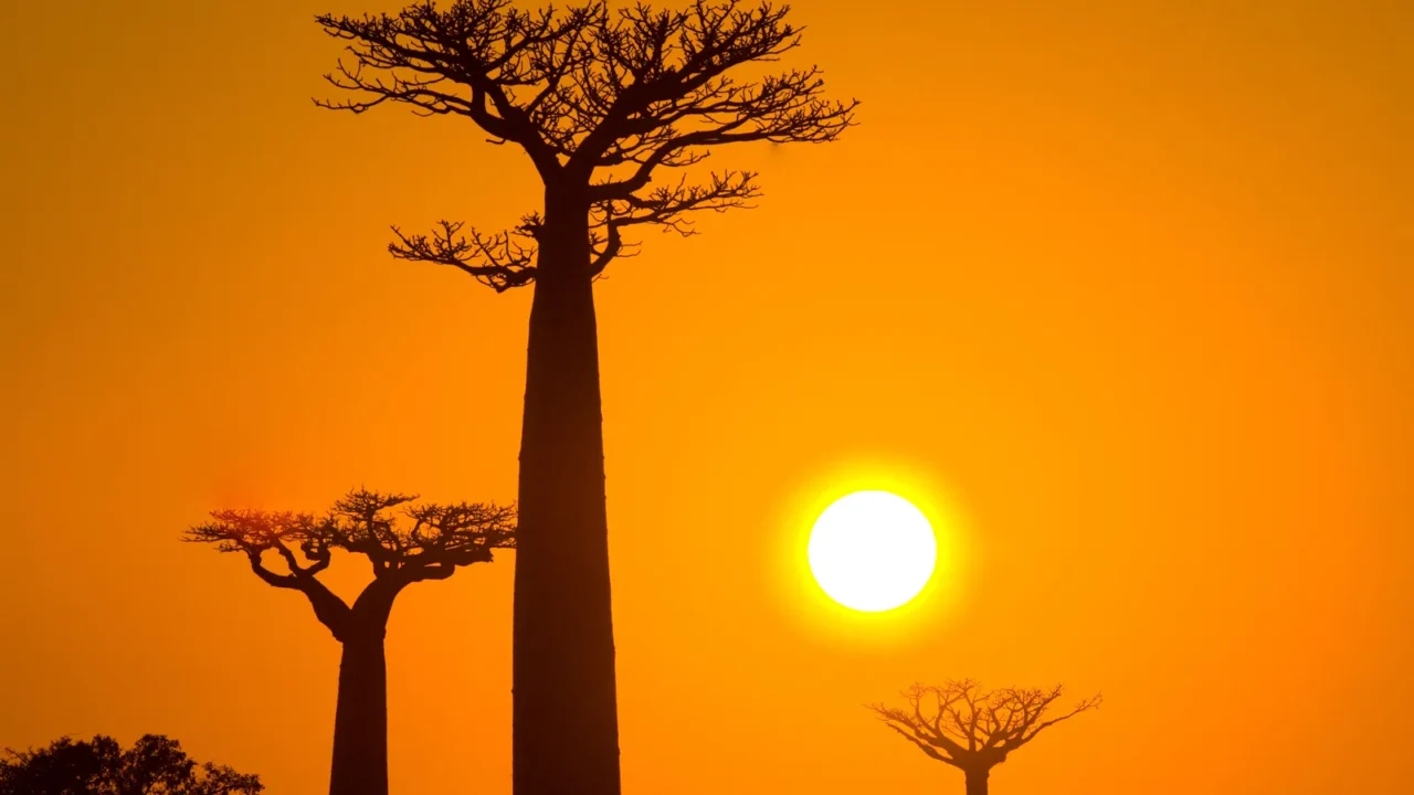 beautiful baobab trees