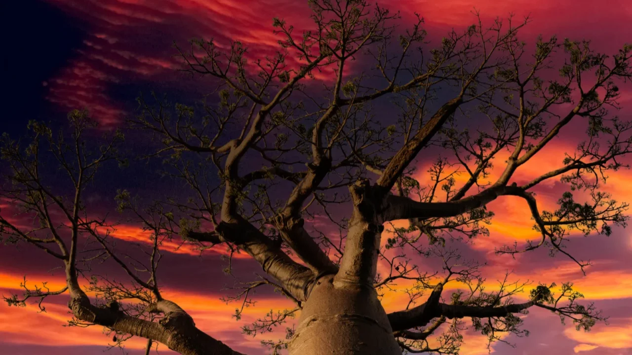 beautiful baobab trees at sunset at the avenue of the