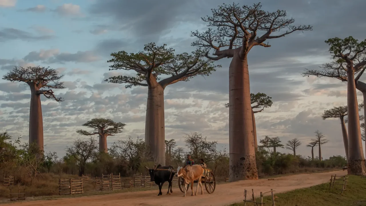 beautiful baobab trees at sunset at the avenue of the
