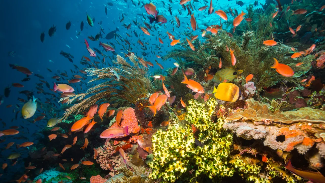 beautiful corals on reef of komodo national park indonesia