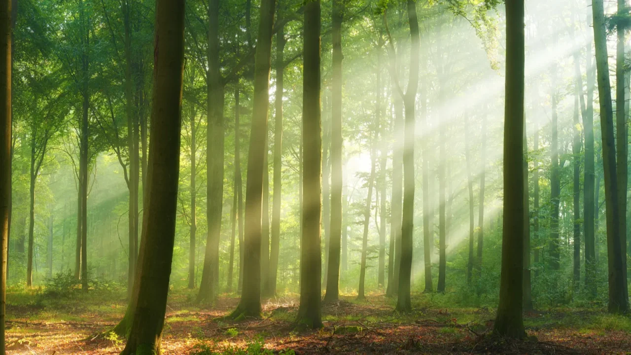 beautiful morning in the forest