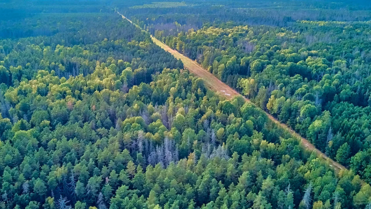 beautiful panoramic aerial drone view to bialowieza forest  one