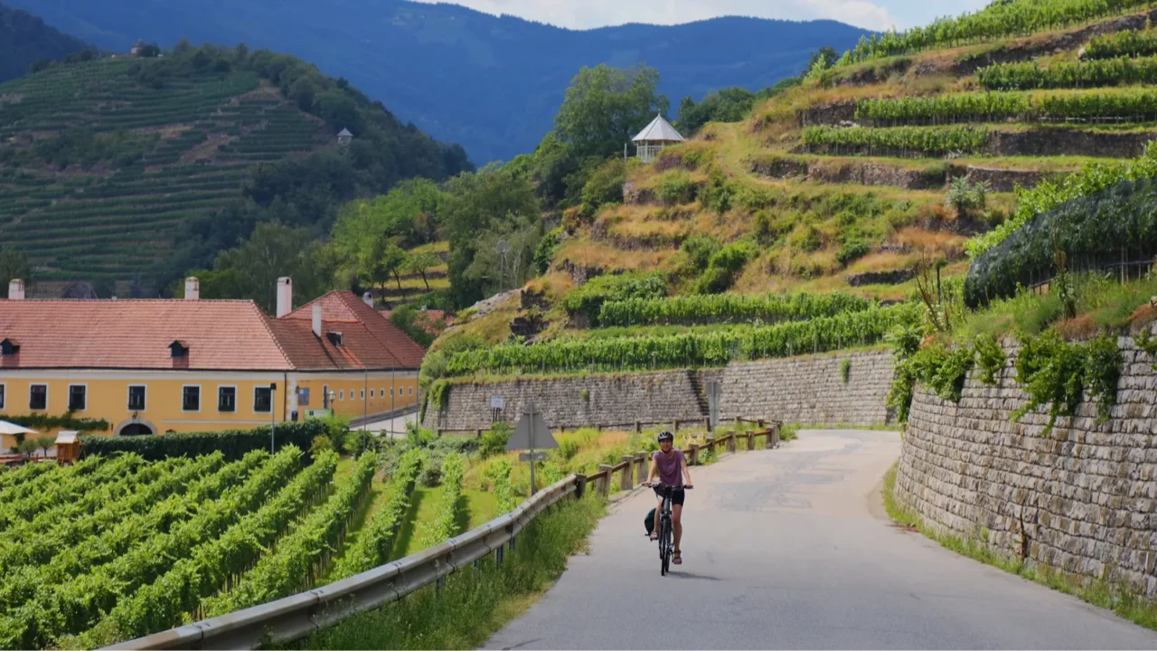bicycle tourist among vineyards in austria wachau wine region donauradweg