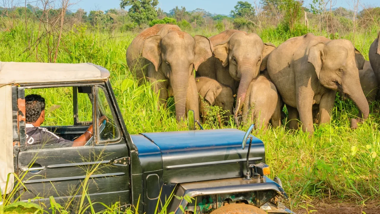 car safari with elephants