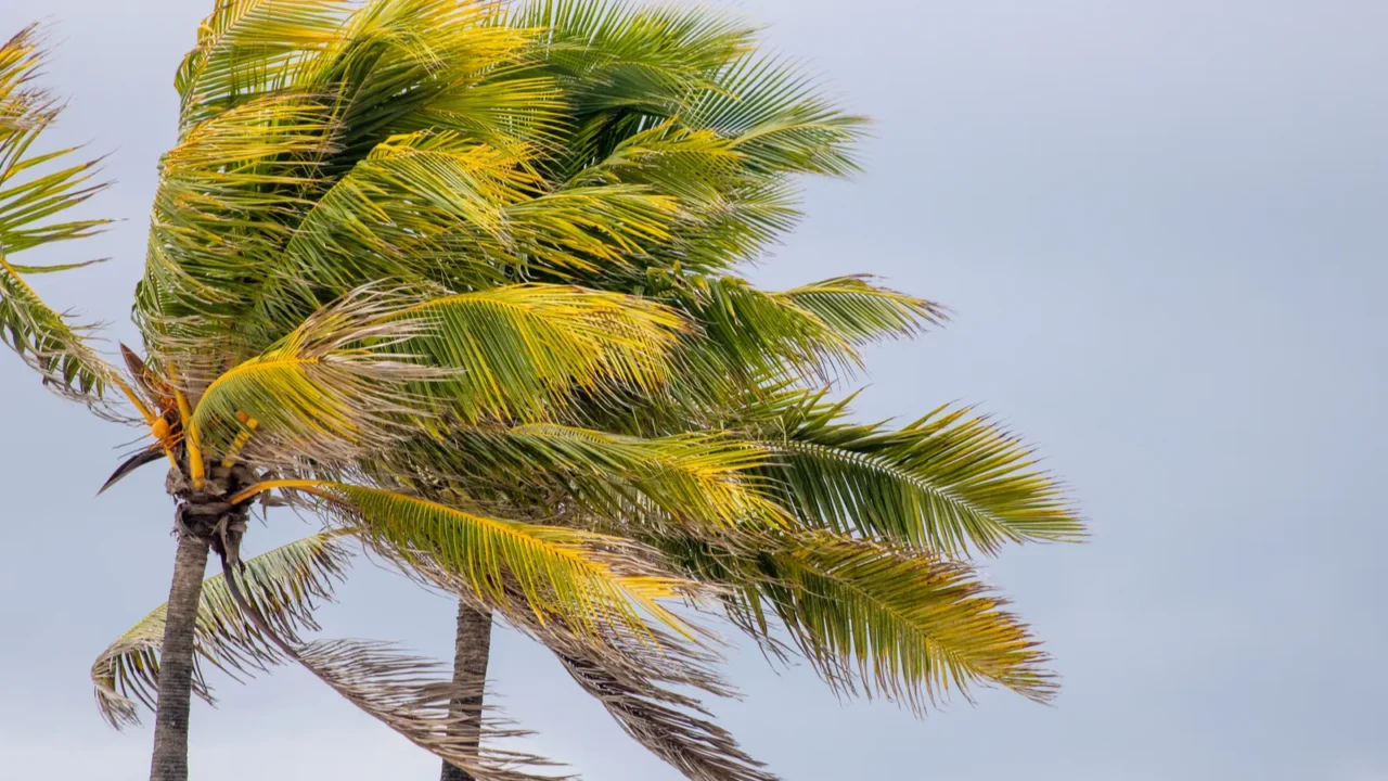coconut trees in the wind in florida