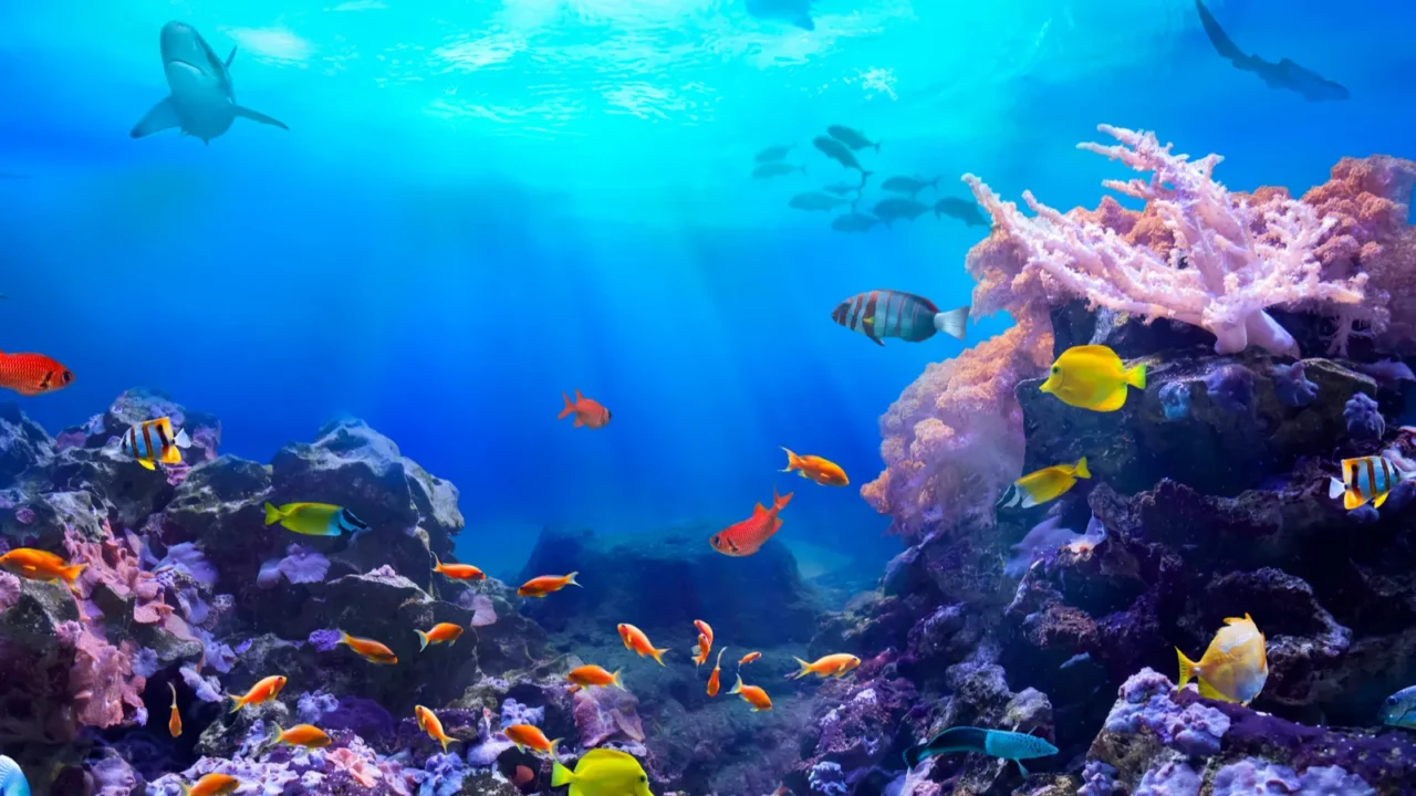 coral reef ecosystem underwater sea world life in the ocean