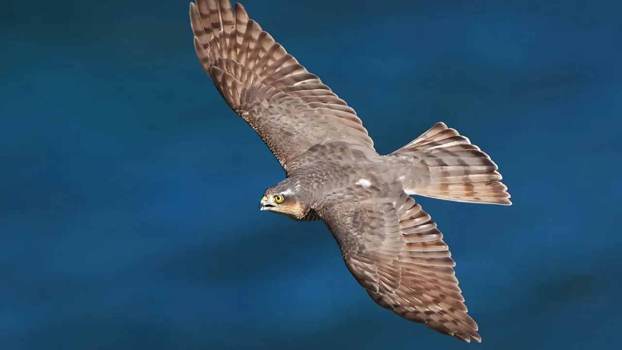 eurasian sparrowhawk accipiter nisus