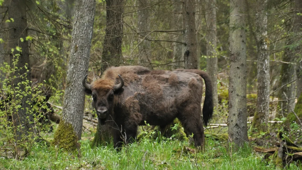 european bison grazing in a forest clearing in the bialowieza