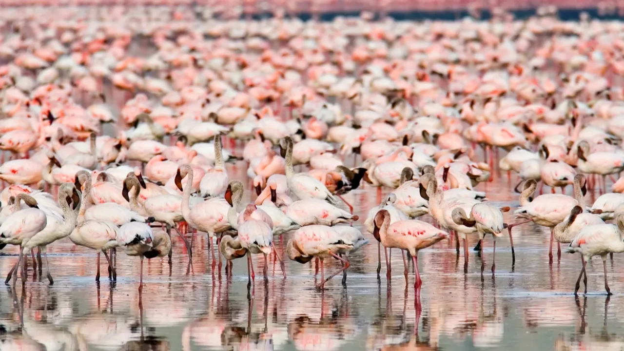 flamingos