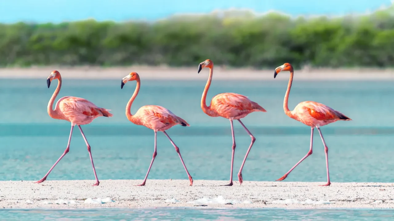 flamingos walking across a sand bar in rare perfect symmetry