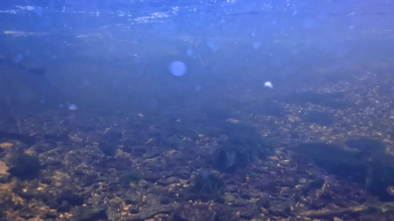 underwater landscape transparent lake  fresh water ecosystem unusual landscape