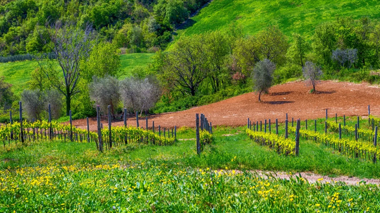 grape trees in tuscany italy