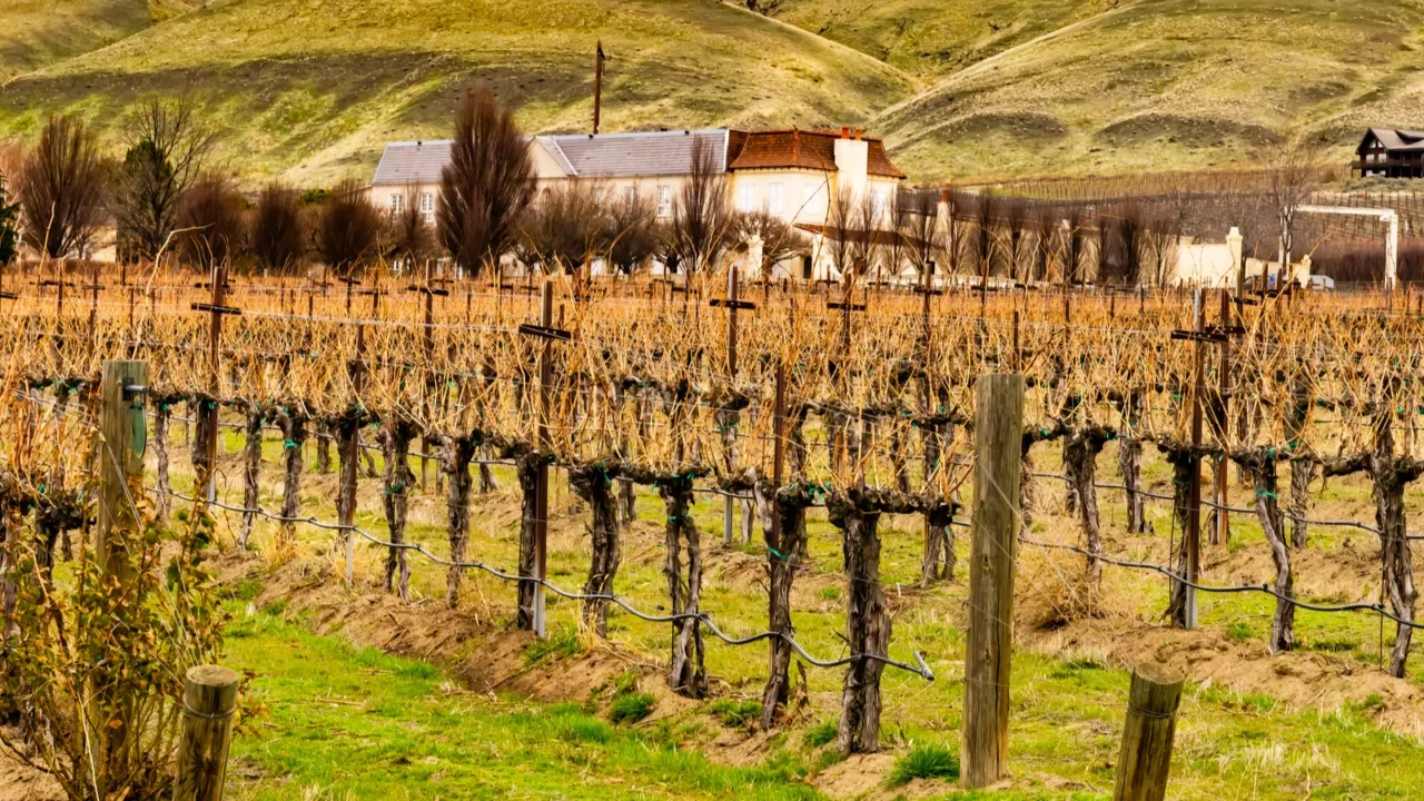 grape vines row wineries winter red mountain benton city washington