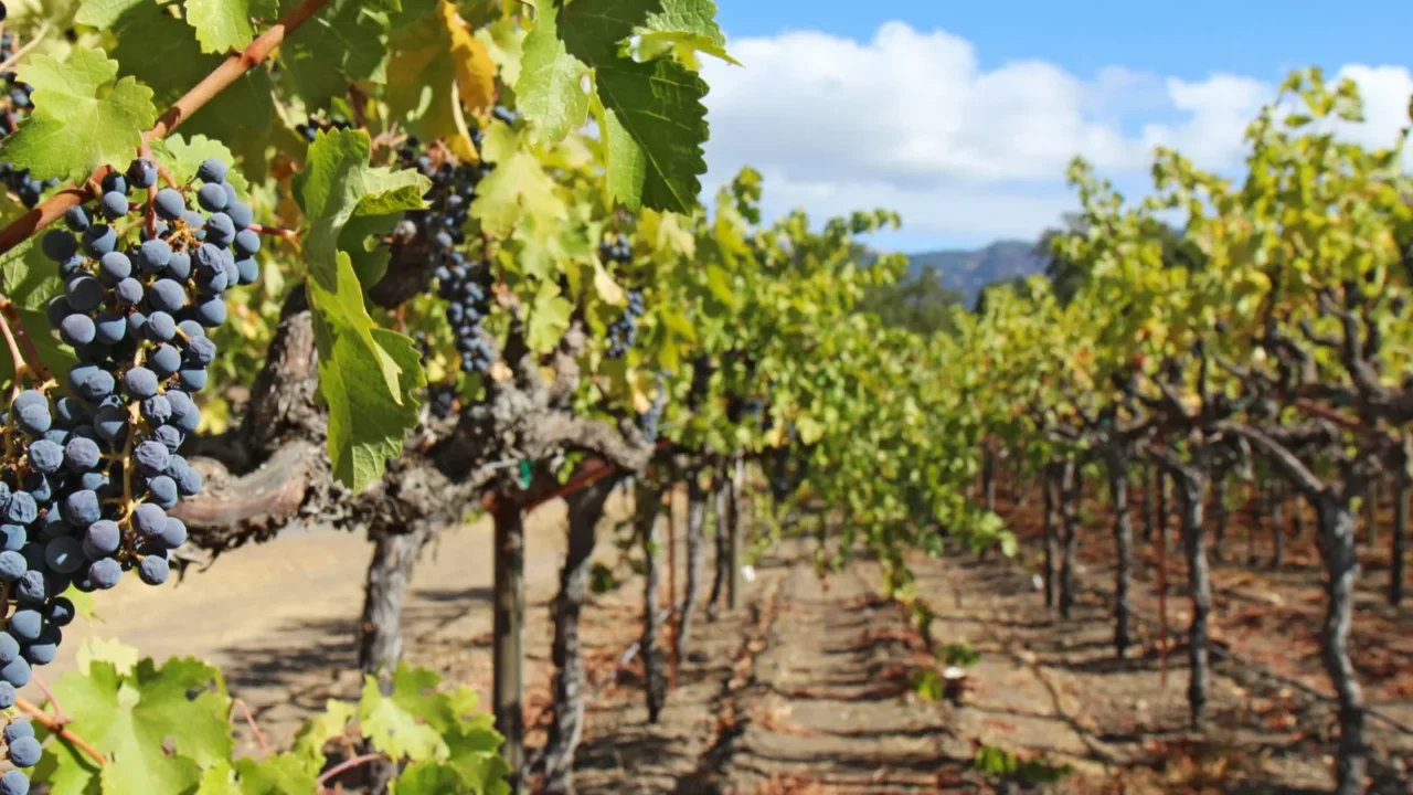 grapes on the vine in the napa valley of california