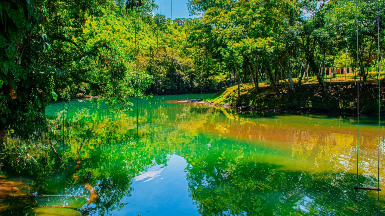 green color river landscape with jungle with branches and sky