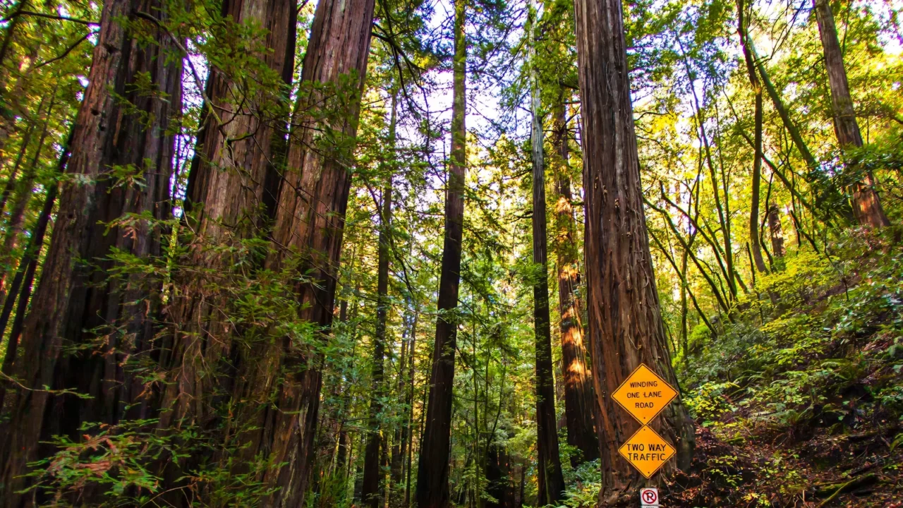 guerneville united states  november 12 2011  a peaceful