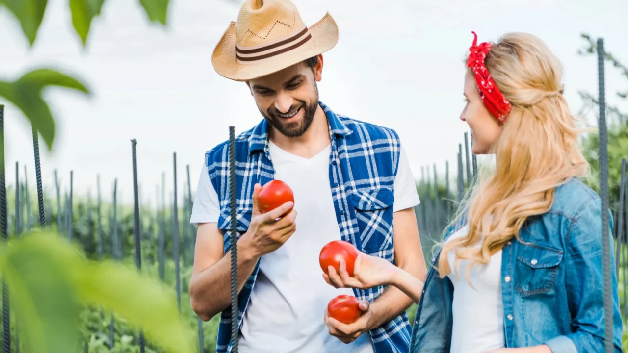 happy couple of farmers holding ripe tomatoes in field at