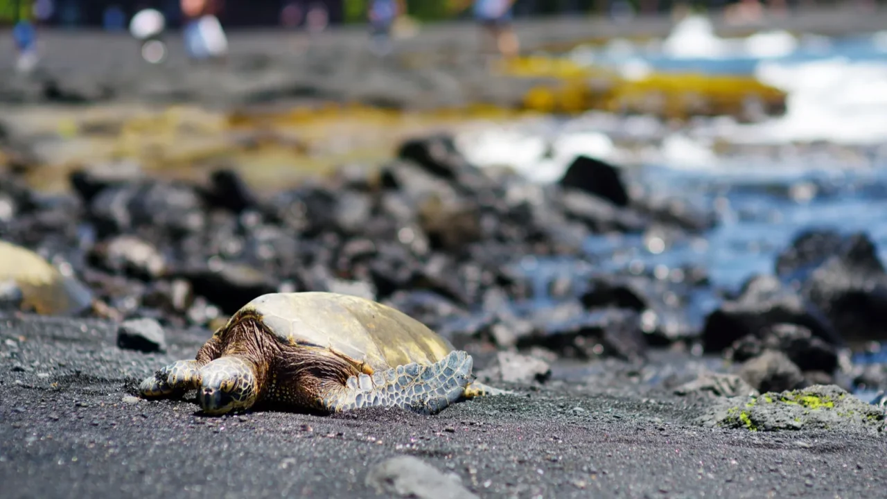 hawaiian green turtles