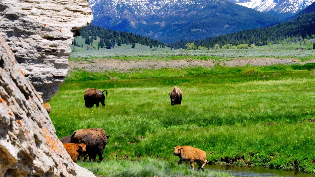 herd of buffalo