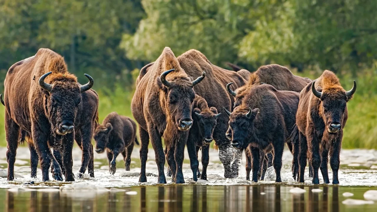 herd of european bison bison bonasus crossing a river
