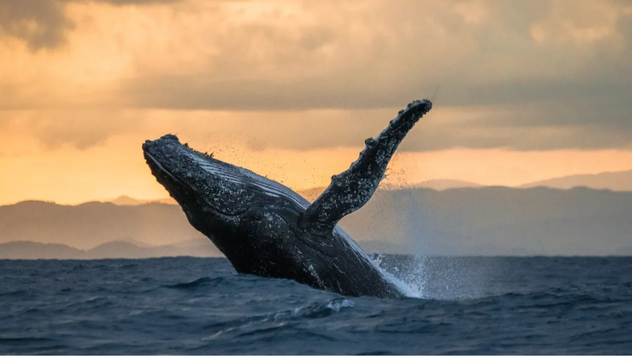 humpback whale jumping out of the water
