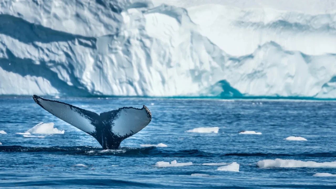 humpback whales feeding in the nutrient rich waters of the