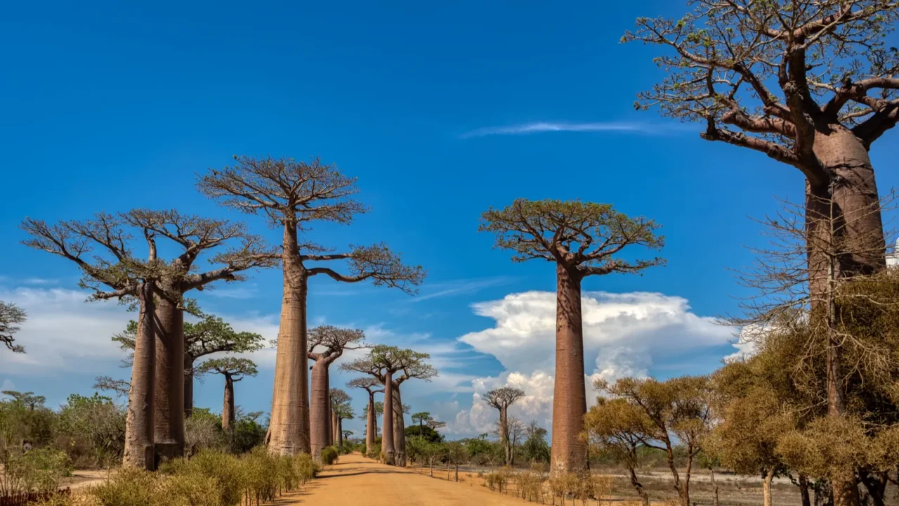 iconic baobab alley in morondava no people on empty avenue