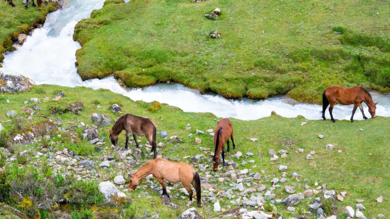 landscape in andes with horses