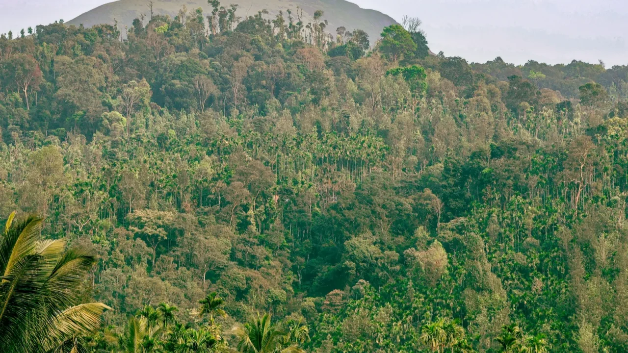 majestic giants exploring the world of ancient forest trees