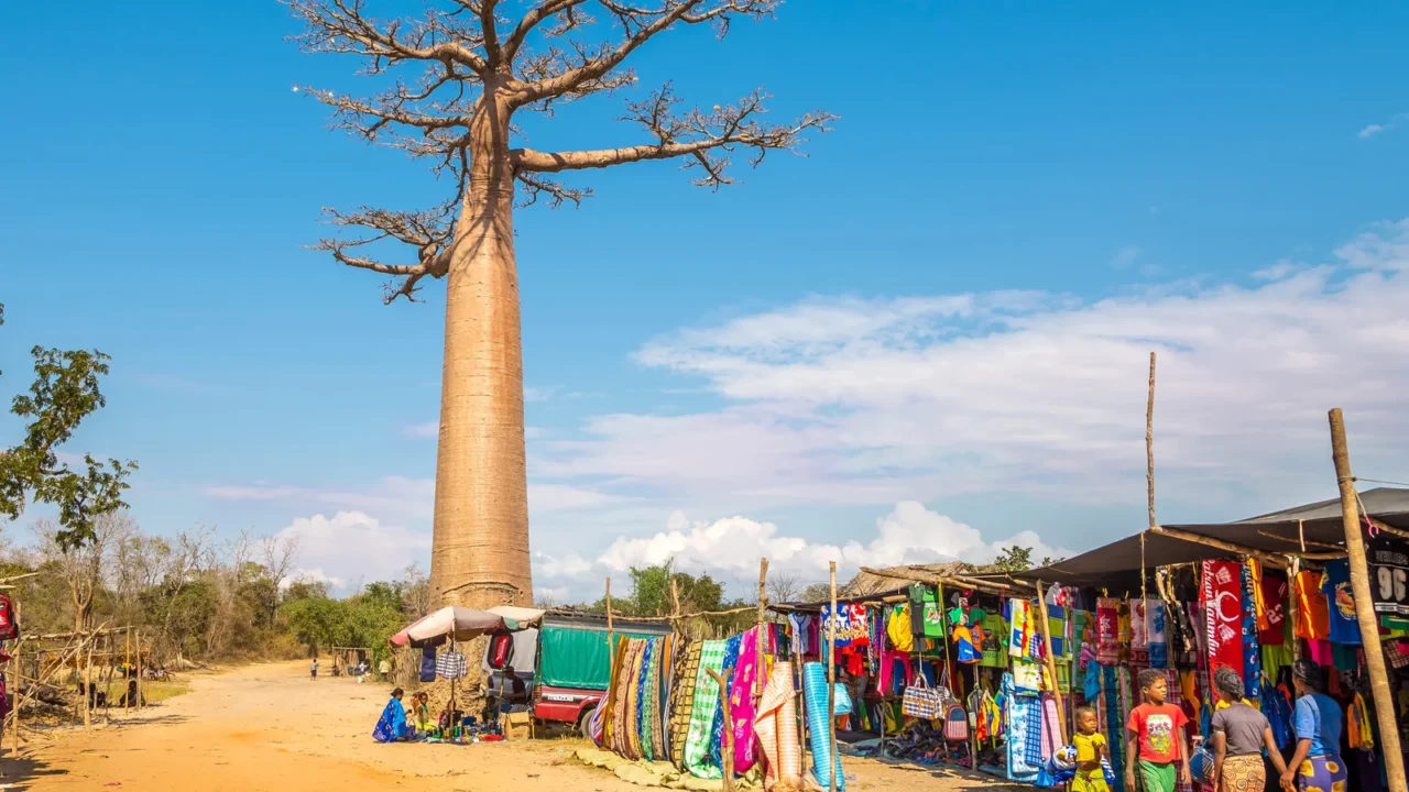 market at the road to baobab avenue