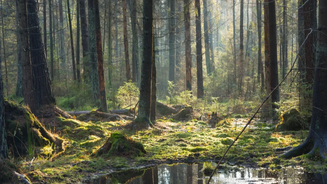 natural coniferous stand of bialowieza forest landscape reserve