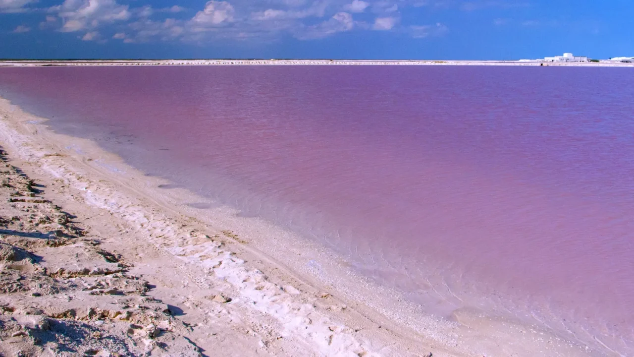 natural pink lagoon in las coloradas in mexico