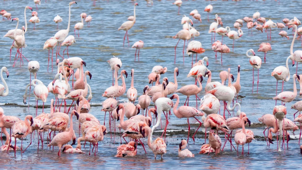 ngorongoro tanzania october 25 2023 ngorongoro pink flamingos in a