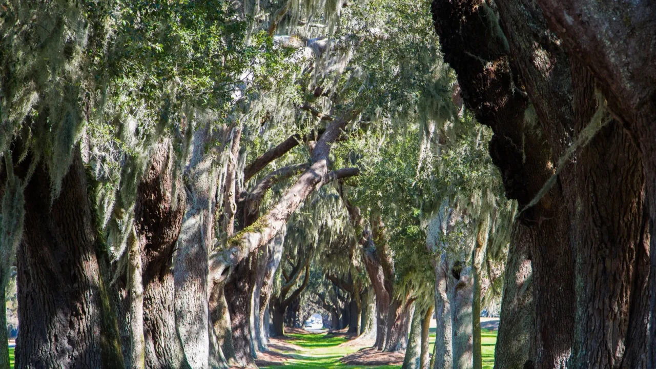 oak tree lane of grass