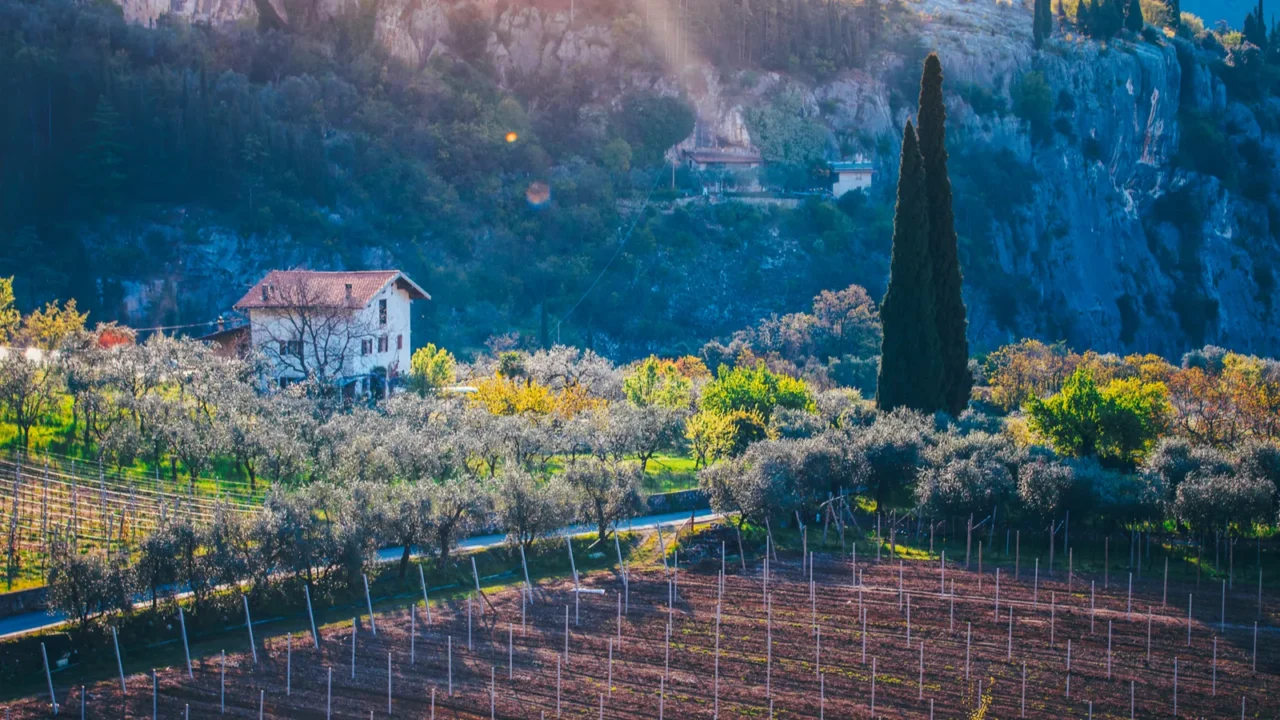 olive orchards under the italian alps near the lake garda