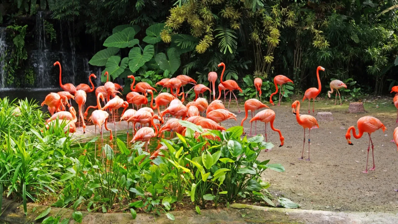 pink flamingos on lake with waterfalls in rainorest