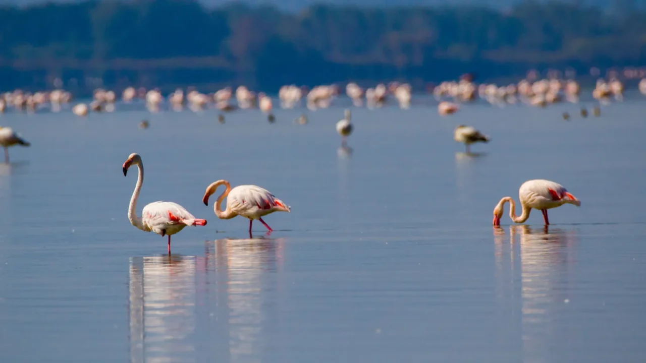 pink flamingos resting in a lake on a sunny day