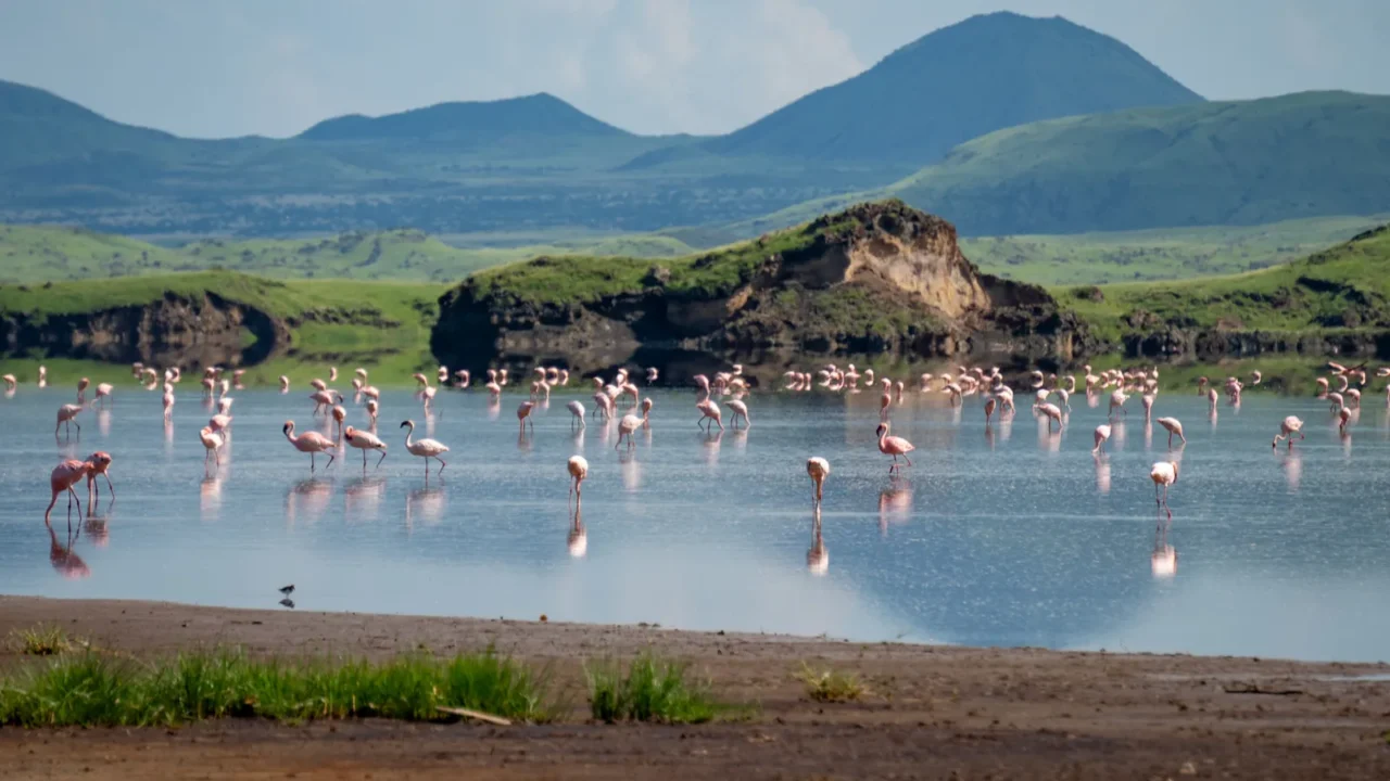 pink lesser flamingos at lake natron with volcano on background