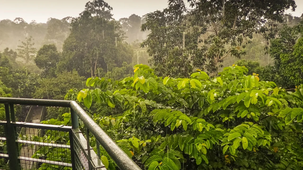 rainy day in rainforest wiew from the canopy walk tower