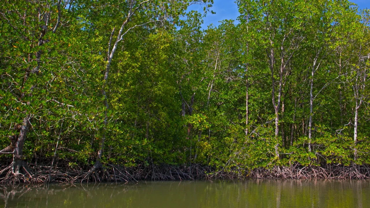 river and mangrove forest with roots in water langkawi island