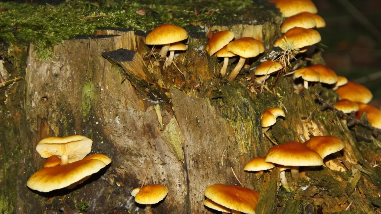 sheathed woodtuft kuehneromyces mutabilis