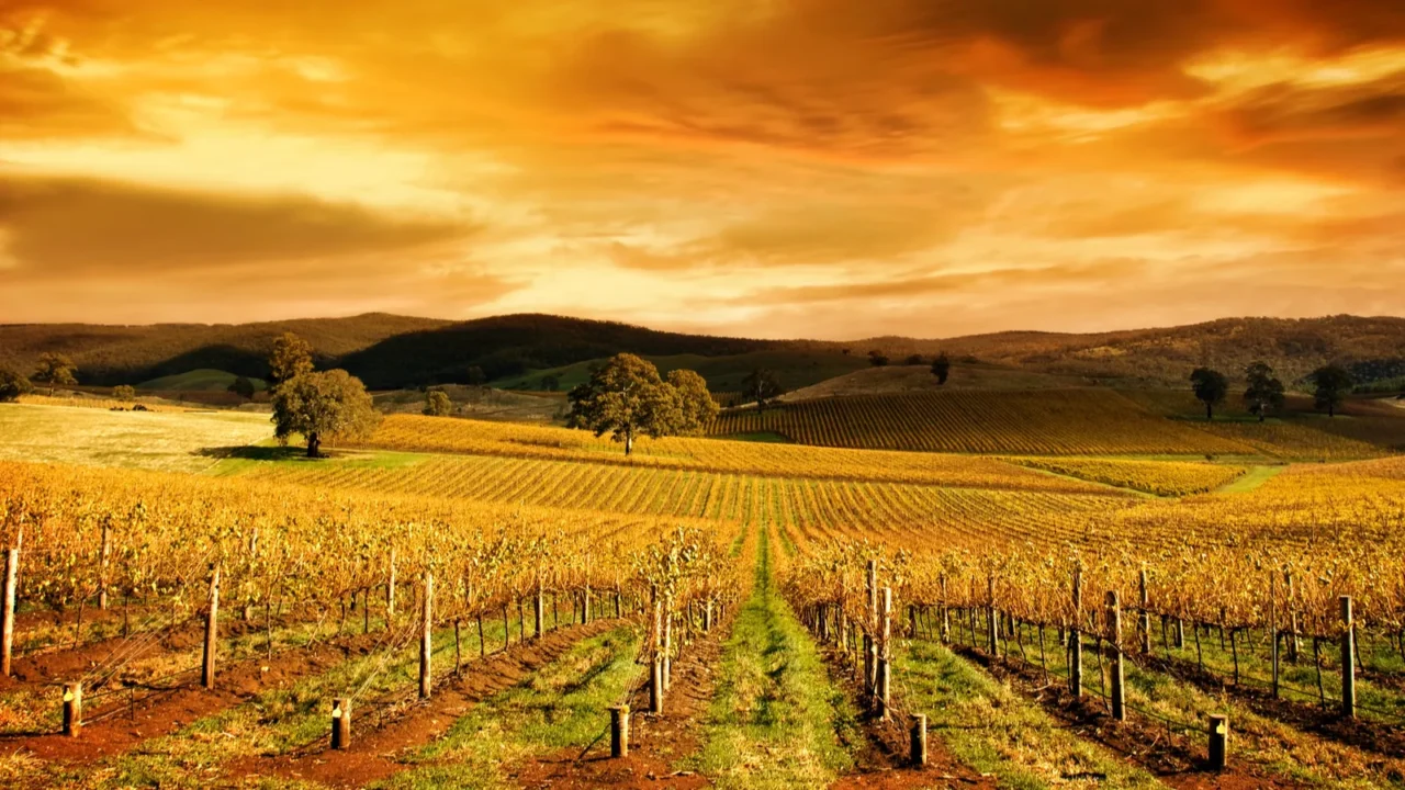 stunning vineyard