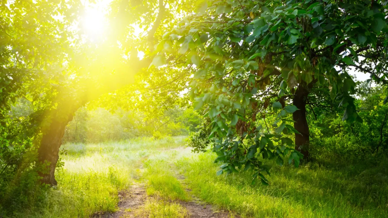 summer forest glade in a rays of sun summer outdoor