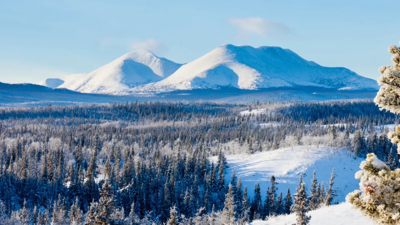 taiga winter snow landscape yukon territory canada