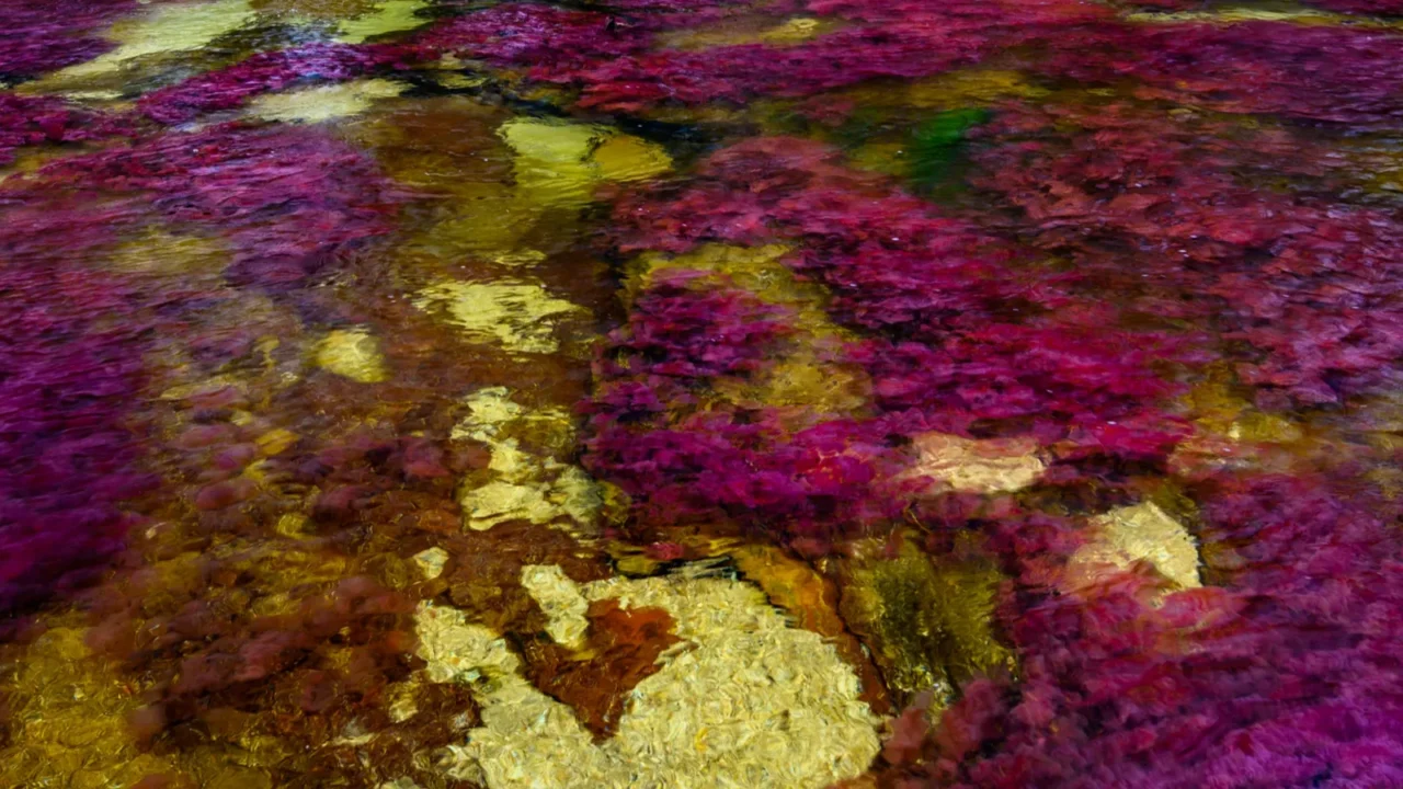 the rainbow river or five colors river is in colombia