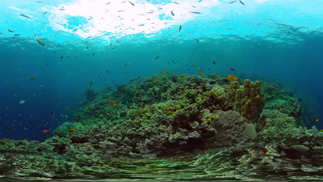 the underwater world of a coral reef 360vr