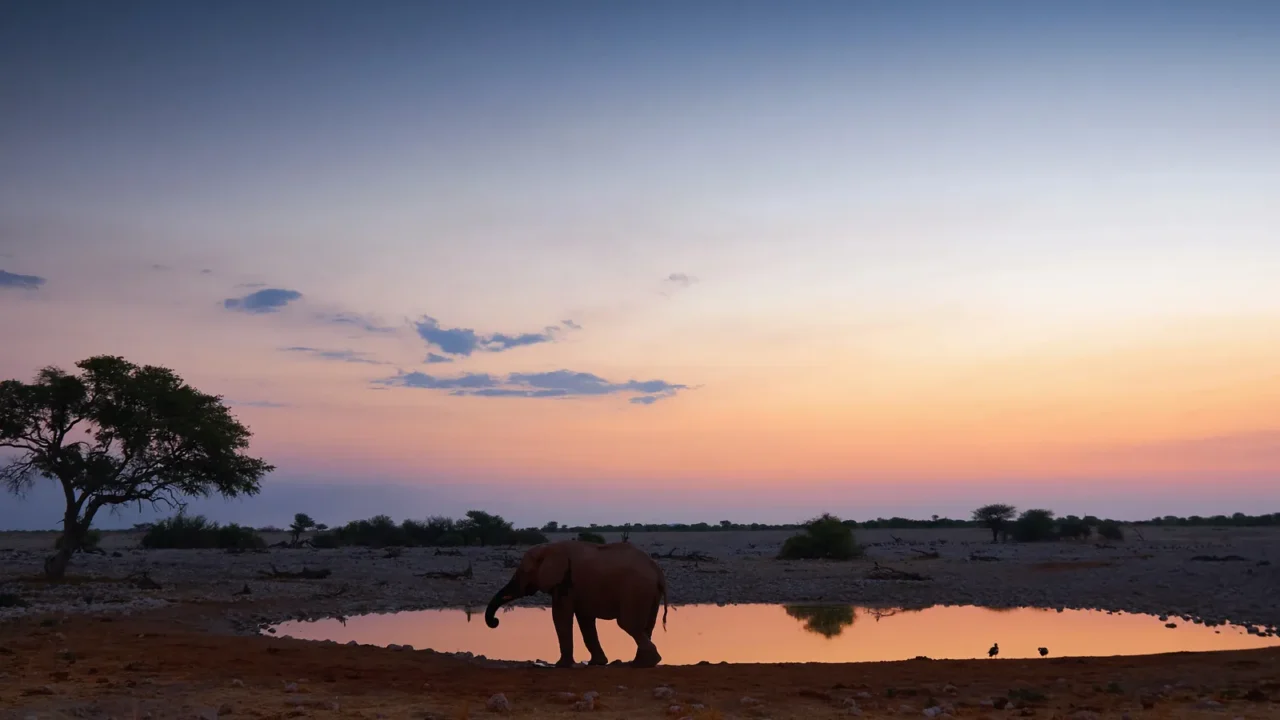 the waterhole of okaukuejo at sunset